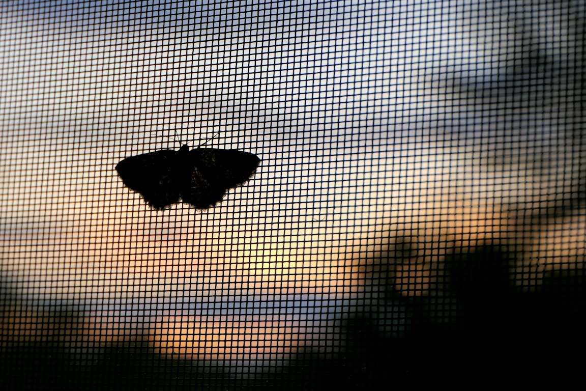 The silhouette of a moth resting on the mesh of a window screen, against a dusk sky.